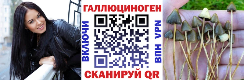 Галлюциногенные грибы Psilocybe  Тамбов 